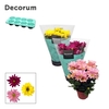 Chrysanthemum (Indicum Grp) Breeze Gemengd