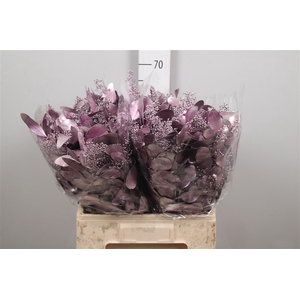 Euc Populus Berry V Purple Metalli