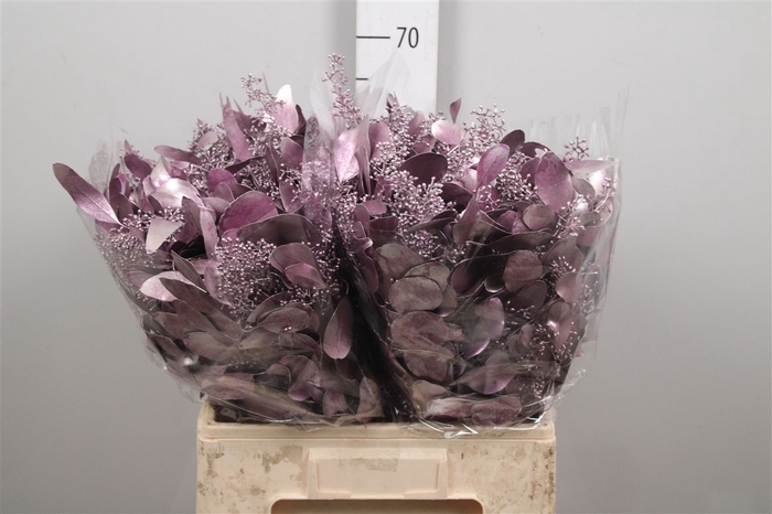 <h4>Euc Populus Berry V Purple Metalli</h4>
