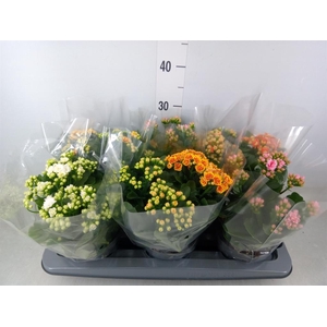 Kalanchoe blos.   ..rosebud mix GR