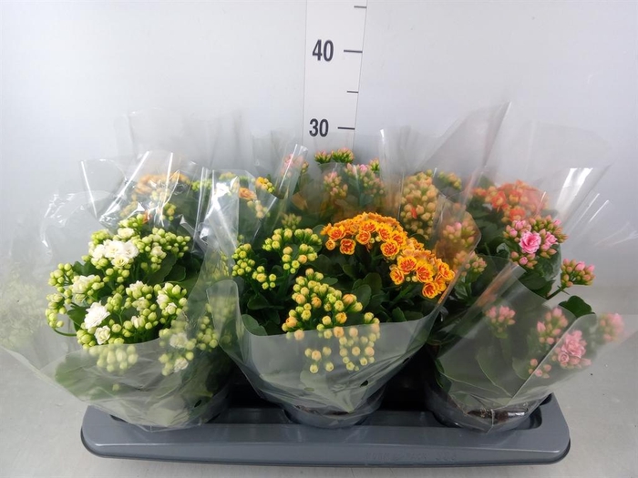 <h4>Kalanchoe blos.   ..rosebud mix GR</h4>