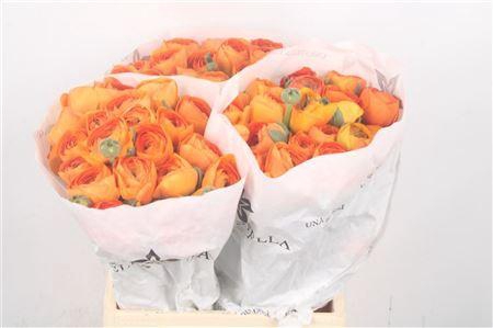 <h4>Ran Su Lambada Dark Orange</h4>