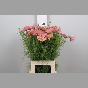 Cosmos Bipin White