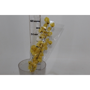 PLANTA SECA BOUGAINVILLE AMARELO 40CM