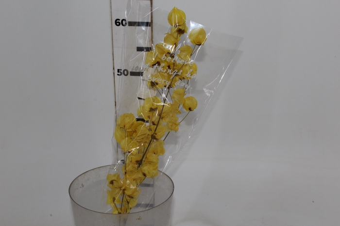 <h4>PLANTA SECA BOUGAINVILLE AMARELO 40CM</h4>