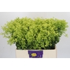 Alchemilla Mollis Robustica