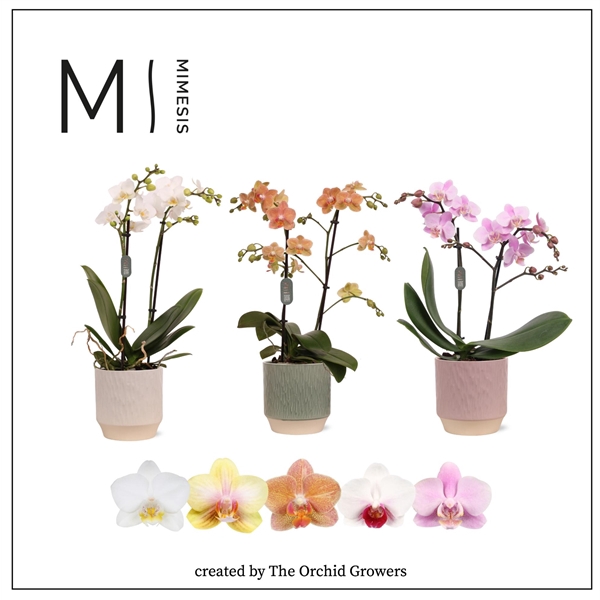 <h4>Mimesis Phal. Multi Mix - 2 spike 12cm in Luna mix ceramic</h4>