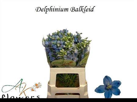 <h4>Delph En Ballkleid</h4>