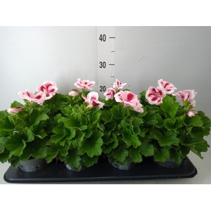Pelargonium gran.   ..