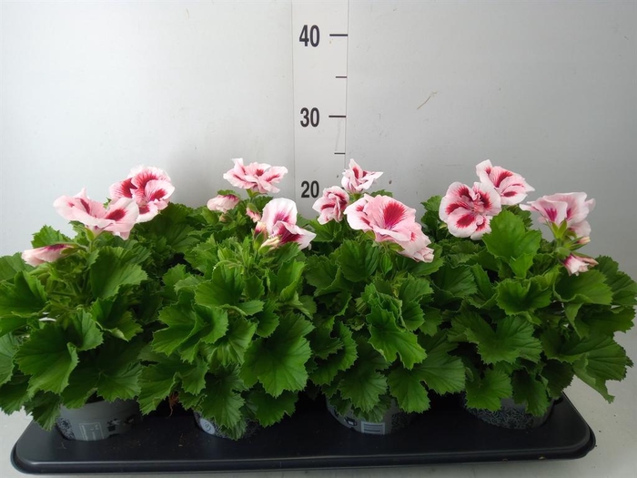 <h4>Pelargonium gran. ..</h4>