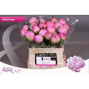 Paeonia Dinner Plate | XXL