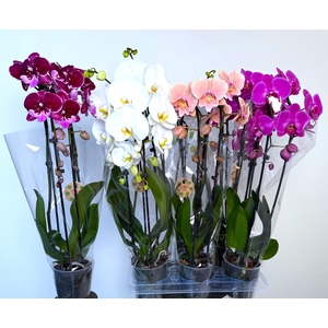 PHAL EL CASCADE