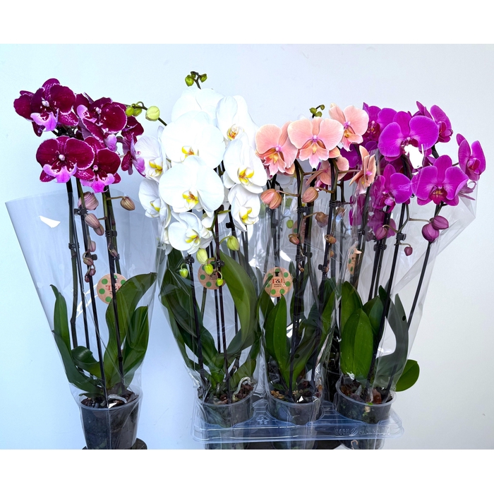 <h4>PHAL EL CASCADE</h4>