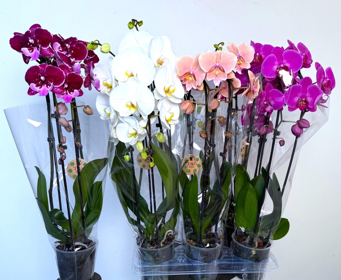 <h4>PHAL EL CASCADE</h4>