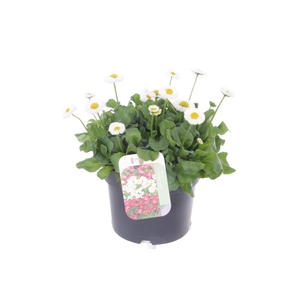 Bellis perennis Tasso White