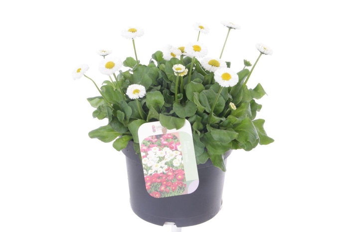 <h4>Bellis perennis Tasso White</h4>