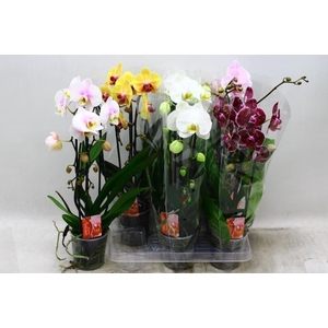 PHAL EL CASCADE