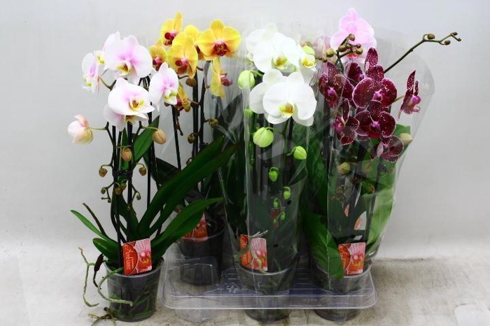<h4>PHAL EL CASCADE</h4>