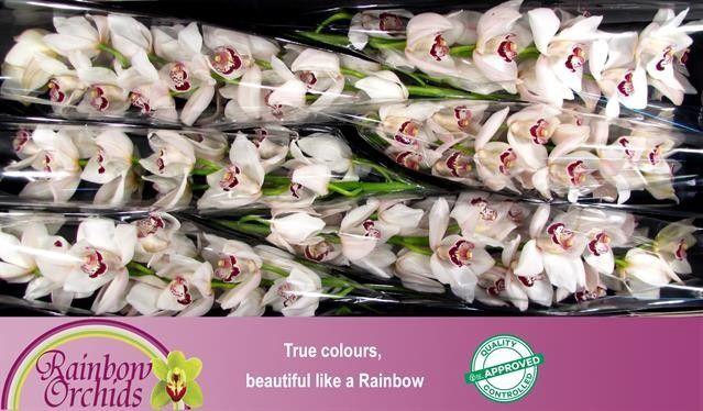 <h4>CYMB T MRS. ESMEE</h4>