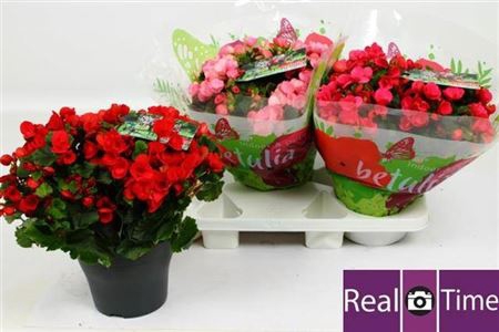 <h4>Beg En Betulia Gem</h4>