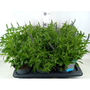 Veronica spicata