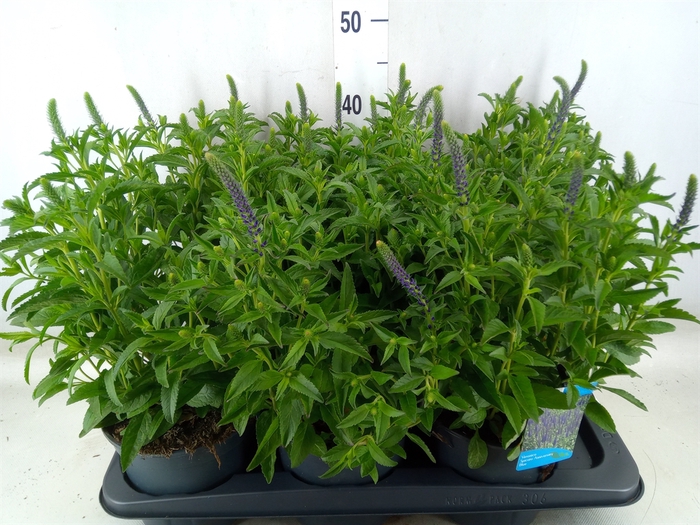 <h4>Veronica spicata</h4>