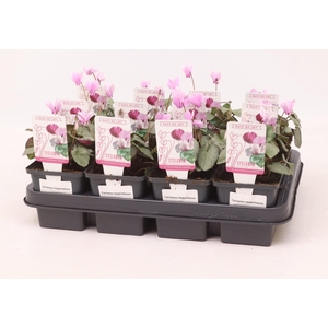 Cyclamen hederifolium 'Silverleaf Light Pink' 9 cm