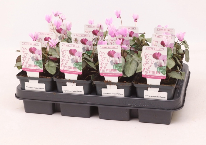 <h4>Cyclamen hederifolium 'Silverleaf Light Pink' 9 cm</h4>