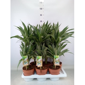 Dracaena fr de 'Warneckei'