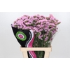 Limonium Sinuatum Pink Rosa