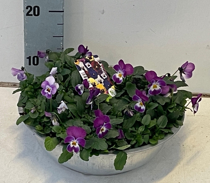 <h4>VIO CO SOR XP GEM</h4>