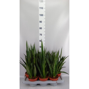 Sansevieria zeylanica 'Greenline'