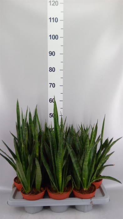 <h4>Sansevieria zeylanica 'Greenline'</h4>