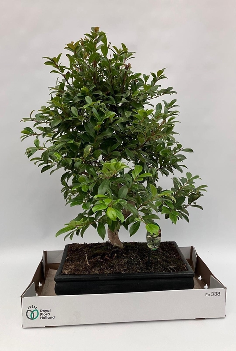 <h4>EUGENIA UNIFLORA</h4>