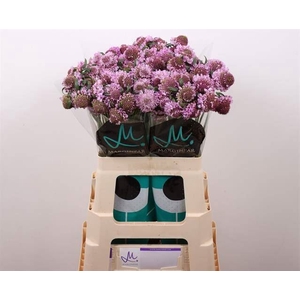 SCABIOSA SAURA X25