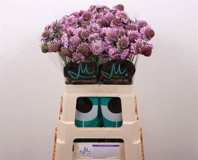 <h4>SCABIOSA SAURA X25</h4>