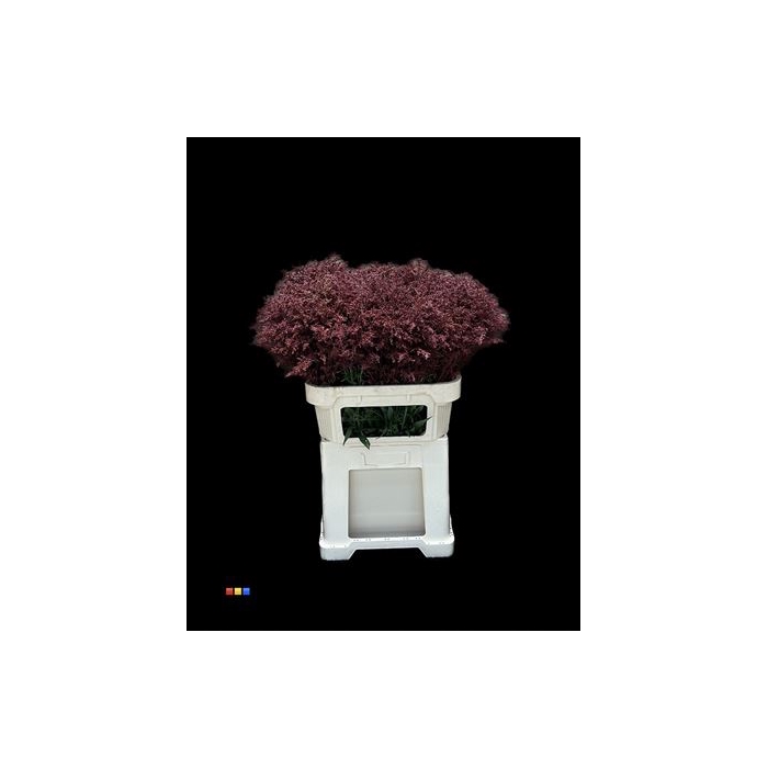 <h4>Solidago Bordeaux 80cm</h4>