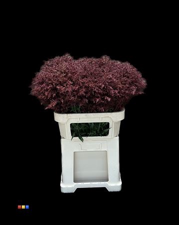 Solidago Bordeaux 80cm