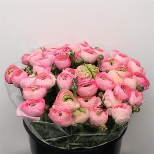 Ran Su Sr Rosado Super