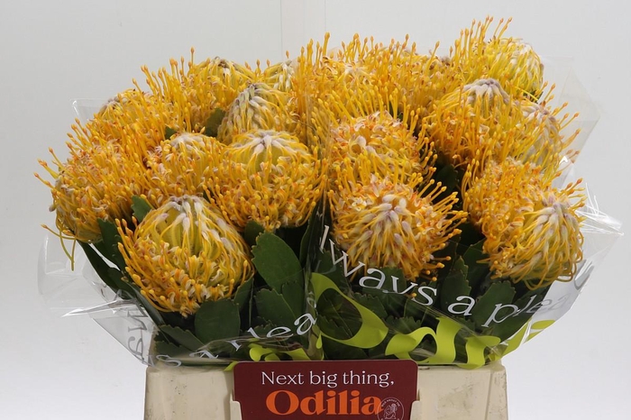 <h4>Nutans Joti</h4>