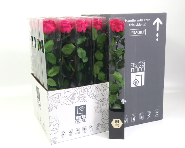 <h4>Rosa Preserved Stem 50cm Sophisticated Hot Pink</h4>