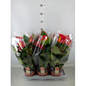 Anthurium andr. 'Tremendo'