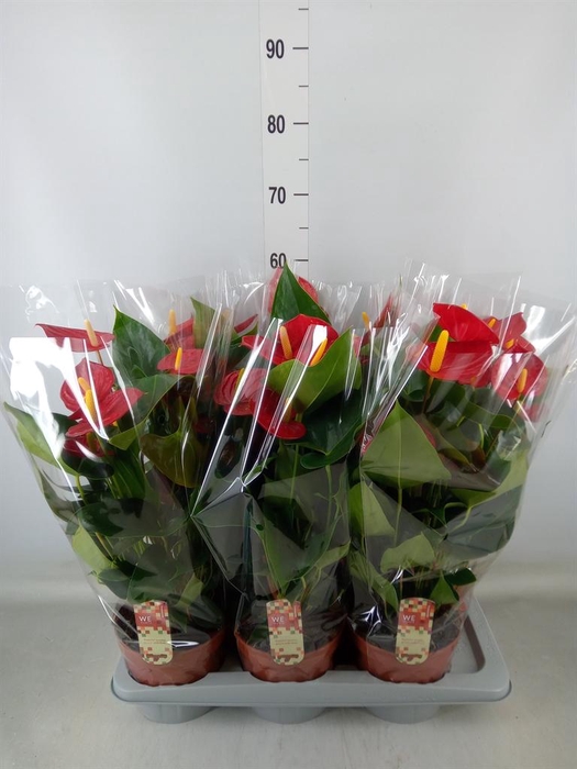 <h4>Anthurium andr. 'Tremendo'</h4>