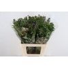 PHLOX P CRISSY