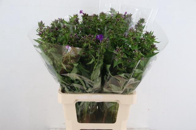 PHLOX P CRISSY
