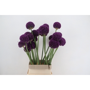 ALLIUM AMBASSADOR XL