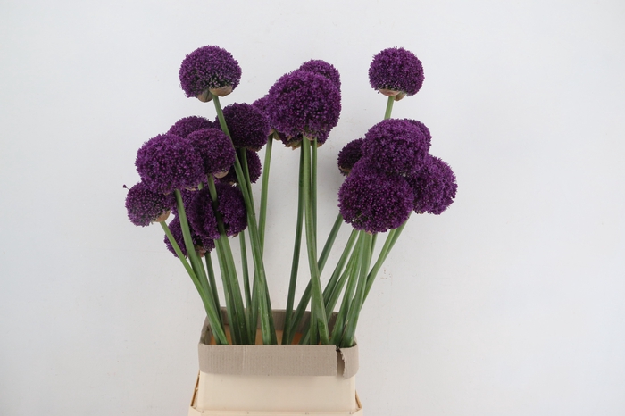 <h4>ALLIUM AMBASSADOR XL</h4>