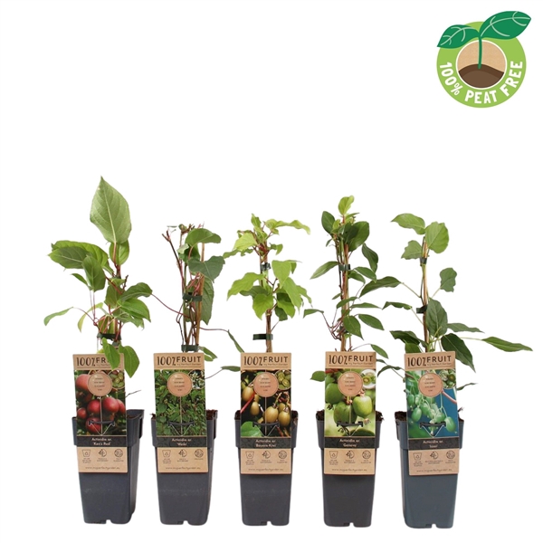 <h4>Actinidia kiwibes mix tray</h4>