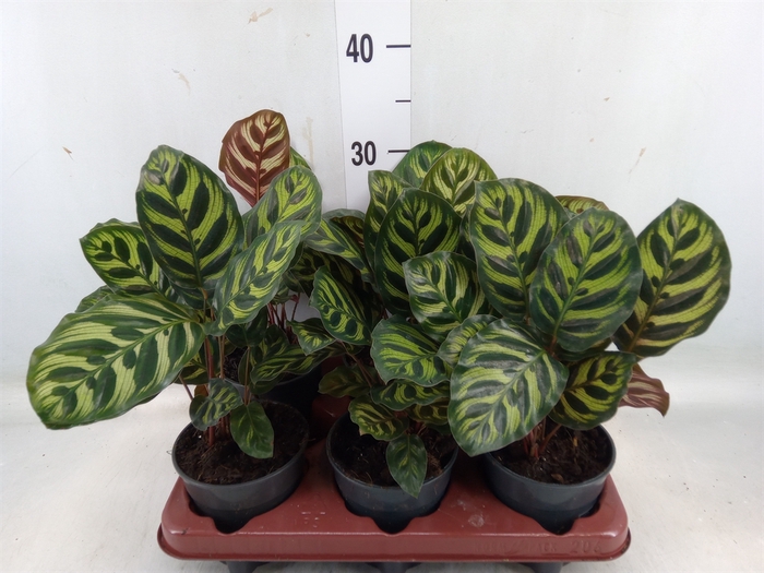 <h4>Calathea makoyana</h4>