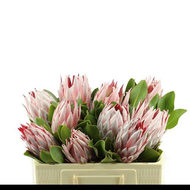 <h4>PROTEA CYNAROIDES</h4>